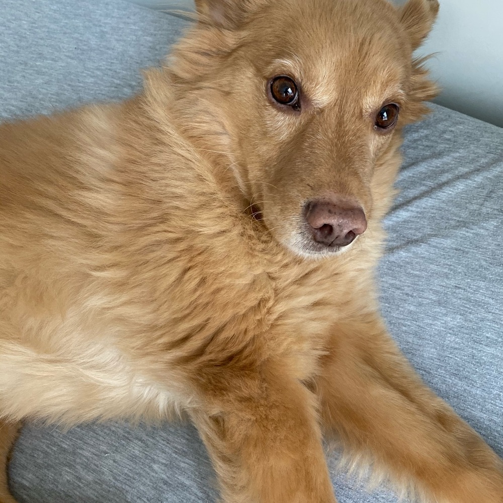 Meet your Posher, Elizabeth